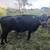 3 milking cow. 3 thumbnail