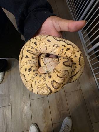 Eunique morph ball python (Cleveland)63686641421827123