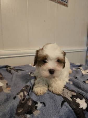 Shihpoo (Monroe)63927657778306121