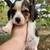 Beagle Puppy / Puppies 9 thumbnail