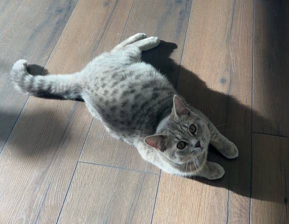 Gata hembra (Bonney Lake)63874561091331123