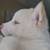 Husky Puppy 14 thumbnail