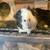 Guinea pig for adoption - very outgoing 4 thumbnail
