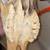Old American Bison Buffalo 8 thumbnail