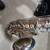 Selmer Tenor Sax,  TS200 6 thumbnail