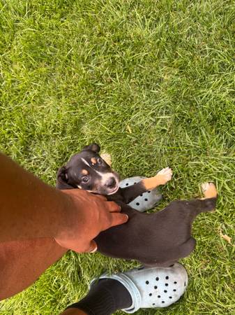 Corso x Rotti Mix (Henderson)63860185867011123