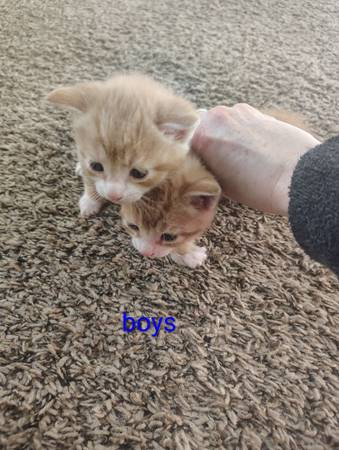 orange male kitten adoption 1