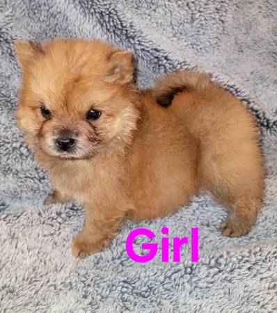 Sweet Chow Pups63690952244481124