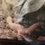 Leopard gecko w/Enclosure and accessories 2 thumbnail
