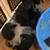 Pug Puppies 3 thumbnail