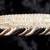 Imported Drapery/Upholstery Trims by the Yard. Beads, Tassels, Fringe 14 thumbnail