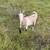 Goats 3 thumbnail