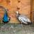 Ducks,goats and peacocks 6 thumbnail