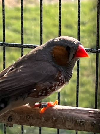 Zebra Finch for adoption 1