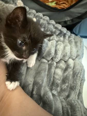 Tuxedos (Yonkers)64034336748931120