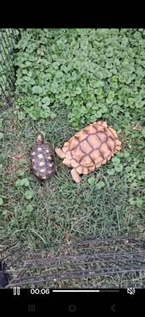 Rehoming Red foot tortoise 1
