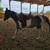 Apha paint mare 17 thumbnail