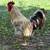 Barnyard mix Roos 2 thumbnail