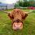 Proven Mid-sized Highland Bull 4 thumbnail