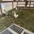 Laying hens pullets chickens ducks geese turkeys goats 13 thumbnail