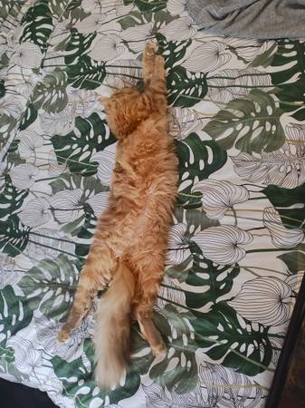 gato ragdoll naranja macho de 1 1/2 años (Kennewick)63827961719683124