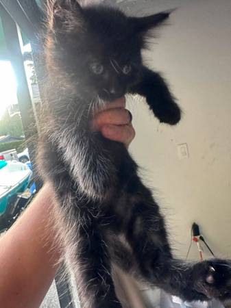 Kittens (Bonney Lake)542389496574136324