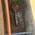 We barter Boiler and plumbing work for trucks 15 thumbnail