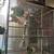 LARGE 5’ft tall x 2 1/2’ wide WHITE BIRD CAGE 2 thumbnail