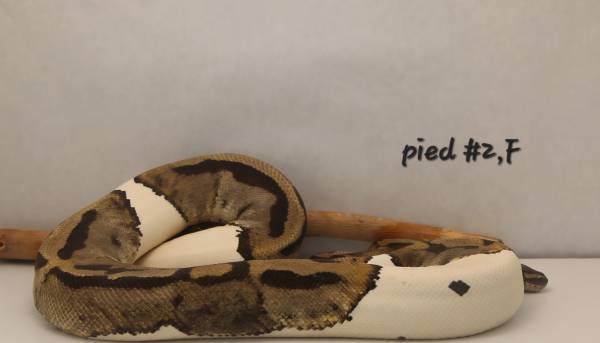 Rehoming a large collection of ball pythons (Thornton)63679675308673124
