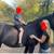Black Gaited Gelding 8 YEAR OLD ❤️ Solid Trail Horse. 12 thumbnail