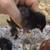 5 Standard Breed Cochins chicks 6 thumbnail