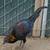 Game Chickens 3 23 thumbnail