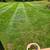 STUMP GRINDING,WEEKLY/BI WEEKLY MOWING, AERATING AND OVERSEEDING 6 thumbnail