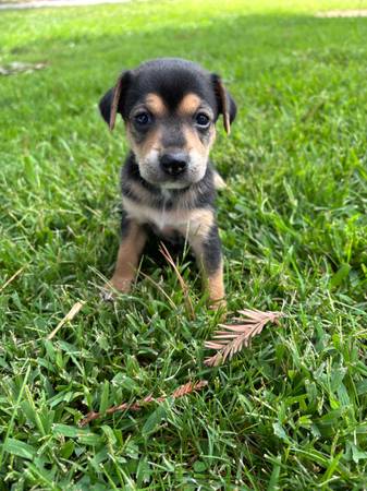 Cachorros pequeños chihuahua/Juguetes/Registros/Suministros (Sacramento)63920016547971122