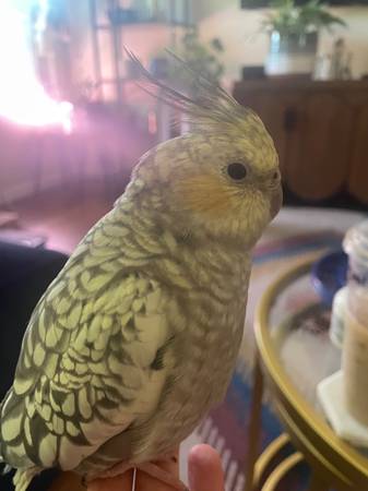 MISSING pearl cockatiel (Phoenix)63967285729666121