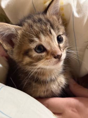 Four lively and playful kittens! (Maple valley)