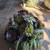 DECORATED PUMPKINS WITH SUCCULENTS 4 thumbnail