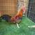 Roosters/Gallos Gamefowl 5 thumbnail