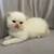 Persian Kittens 9 thumbnail