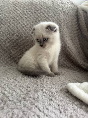 Scottish fold/straight kittens (Buckley)63697490415747121