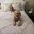 Golden Doodle 3 thumbnail