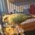 Green Cheeck Conure 7 thumbnail