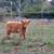 Scottish Highland Cattle 7 thumbnail