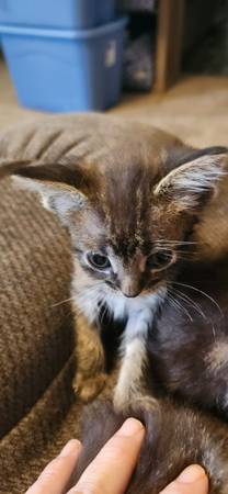 Kittens (Cb)63670824116867121