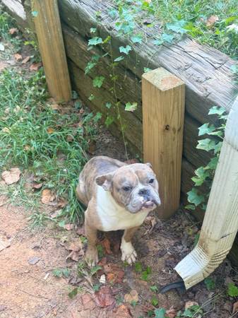 Merle Bulldog (Acworth)63966720673027120