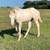 2025 Solid Paint Smokey Cream Filly 3 thumbnail