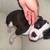 Pit bully mix girls 5 thumbnail