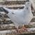 Pigeons 4 thumbnail