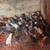 Chicks 2 thumbnail