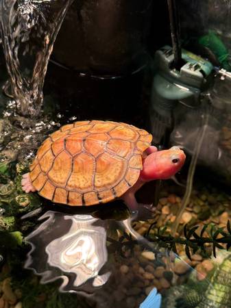 Albino Pink Eared Slider 1